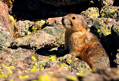 American pika on rocks